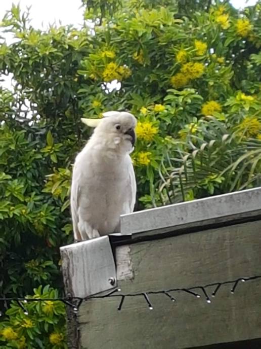 Cockatoo 7